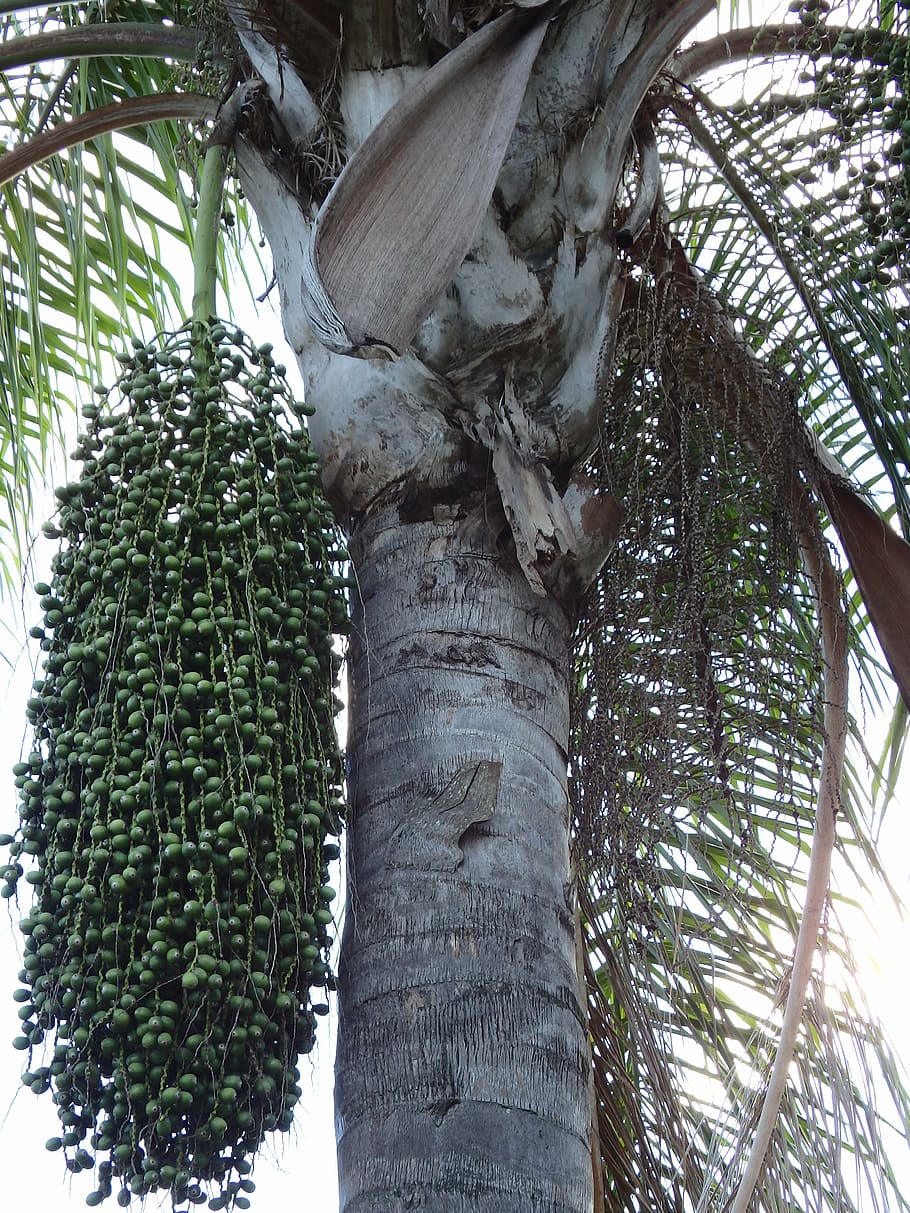 palm tree, seeds, bunch, trunk, tropical, garden, nature, green HD wallpaper