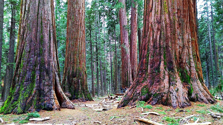 Usa, Sequoia, park, forest, tree, nature, woodland, outdoors HD wallpaper