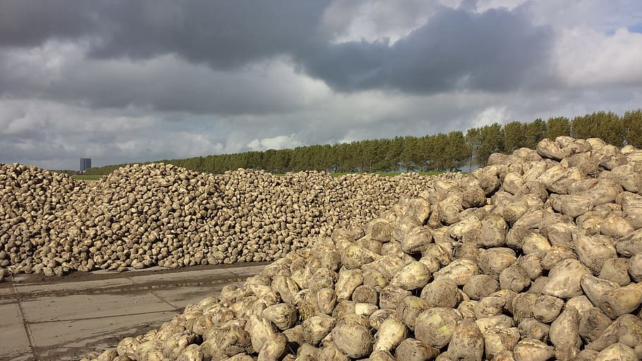 sugar beet, yield, polder, landscape, clouds, agriculture, cloud - sky HD wallpaper