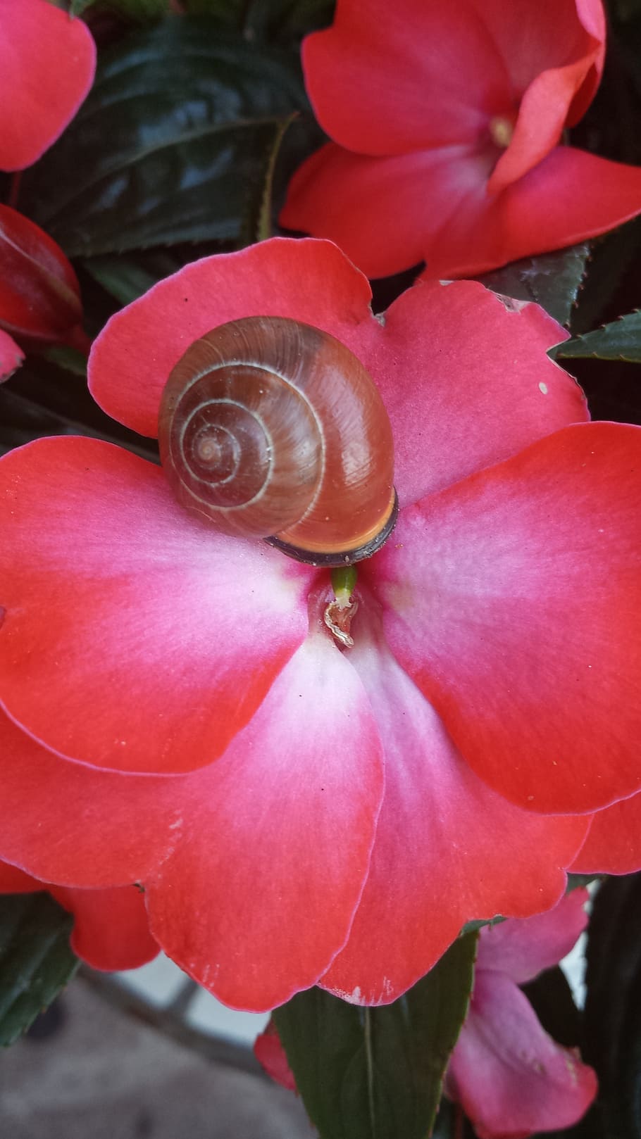 flower, snail, out, beauty in nature, petal, flowering plant HD wallpaper