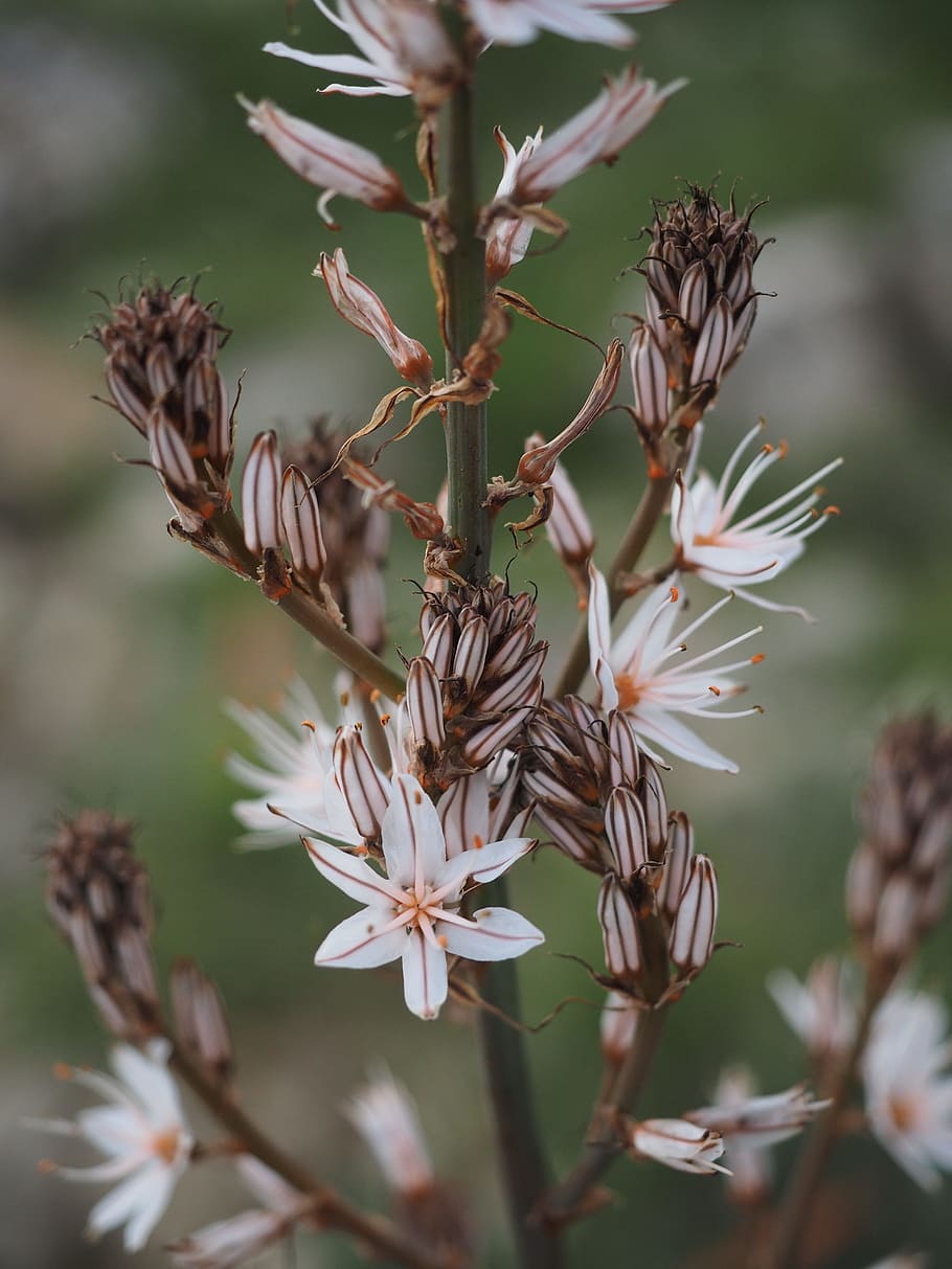 fragrant asphodel, flower, blossom, bloom, white, shrub, asphodelus ramosus, HD wallpaper