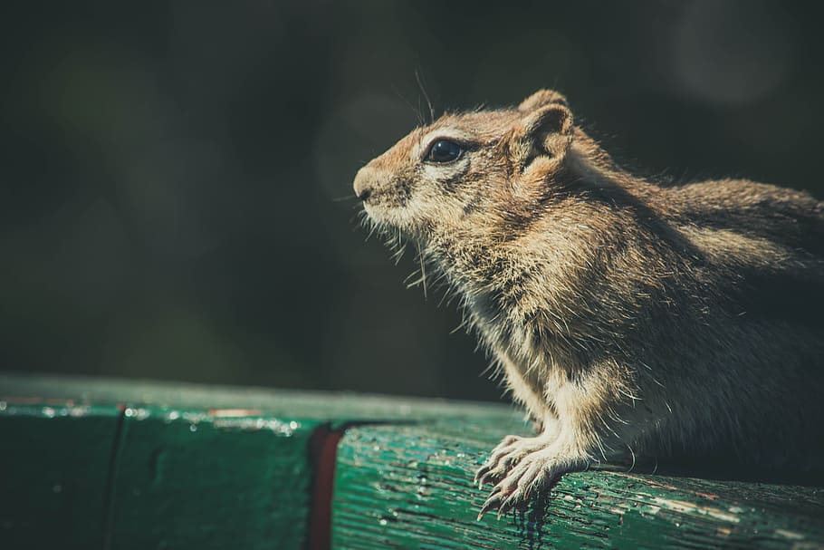 animal, cute, fur, looking, chipmunk, close-up, curious, daylight HD wallpaper