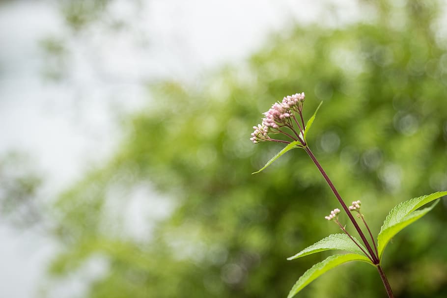 flower, bokeh, bright, spring, bloom, green, sunlight, natural HD wallpaper