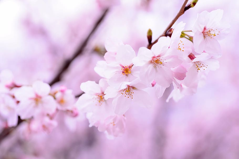 closeup photo of pink cherry blossoms, plant, spring, flowers