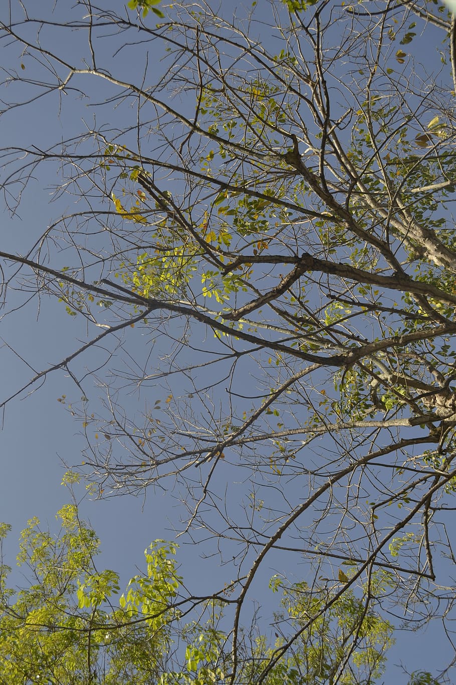nature, tree, green, ecology, twigs, plant, sky, branch, low angle view HD wallpaper