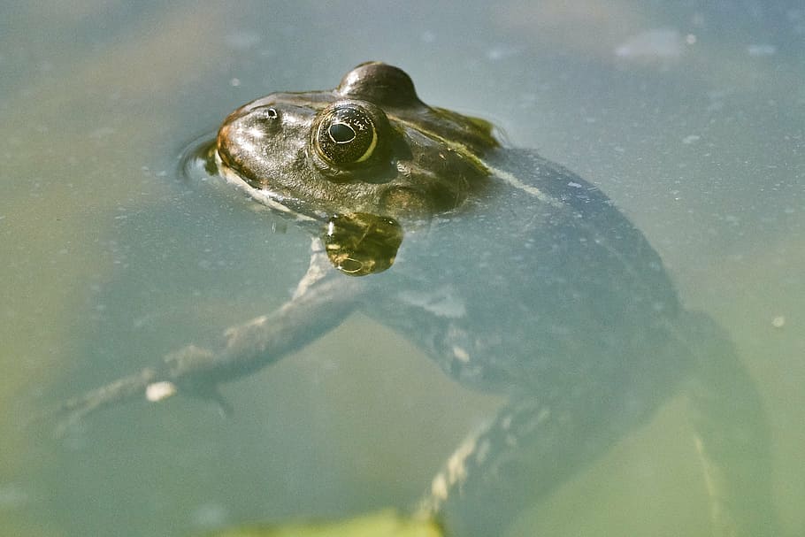 frog, pond, green, toad, water, water lily, the marsh frog HD wallpaper