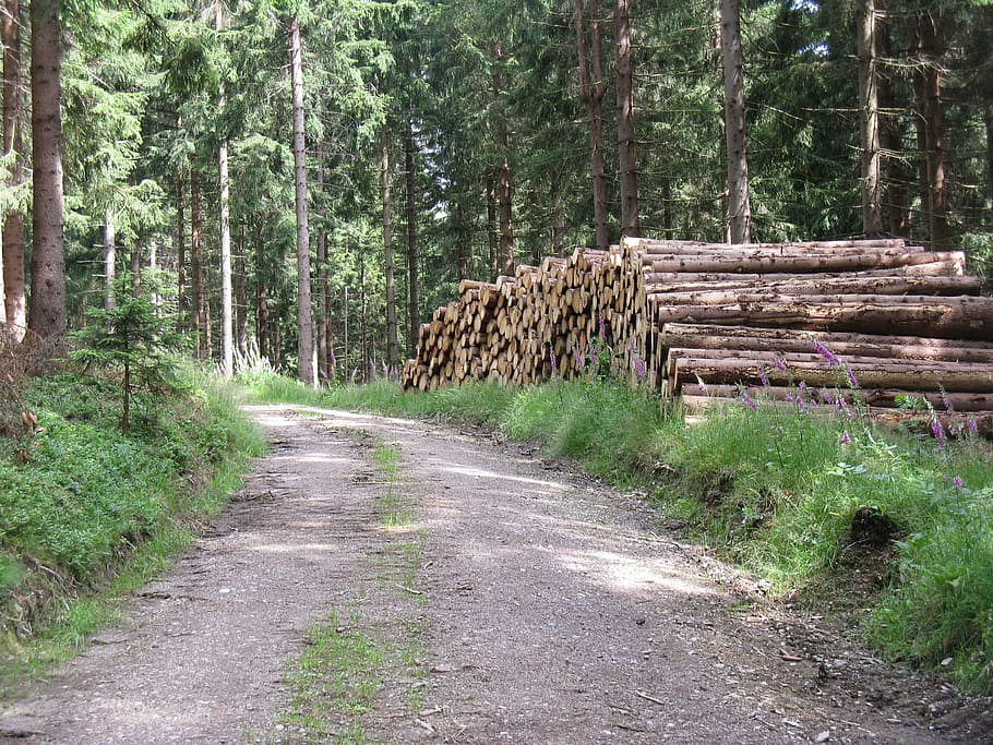 forest, trunks, road, tree, plant, log, land, timber, deforestation HD wallpaper