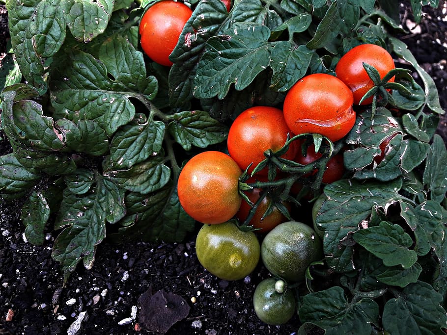 tomatoes, a vegetable, fruit, vitamins, food, food and drink HD wallpaper