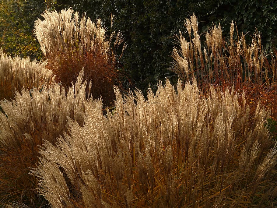 miscanthus, miscanthus sinensis, back light, licorice, poaceae HD wallpaper
