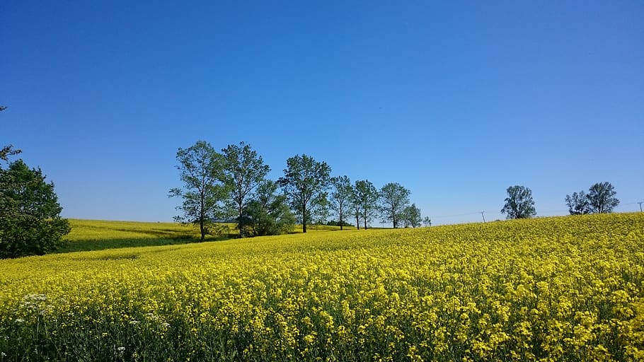 landscape, rapeseed, sky, field, plant, beauty in nature, scenics - nature HD wallpaper