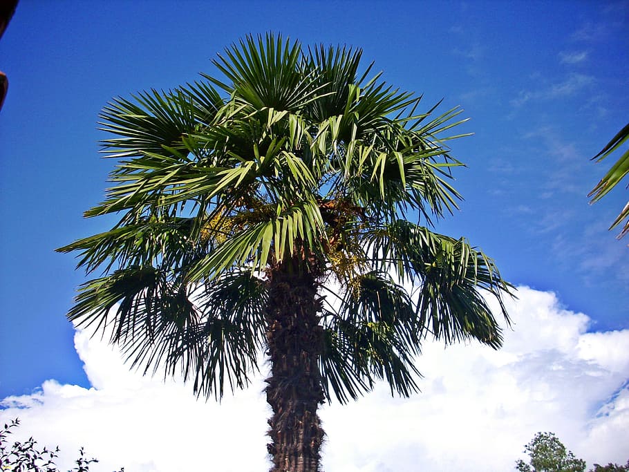 hemp palm, crown, clouds, tree, palm tree, sky, tropical climate HD wallpaper