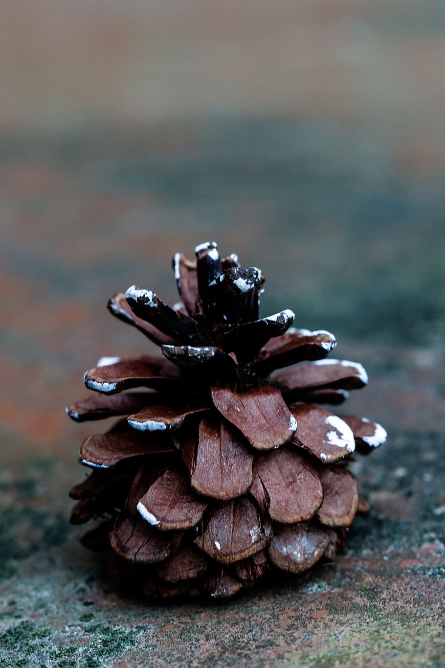 pinecone, fall, nature, pine cone, focus on foreground, close-up HD wallpaper