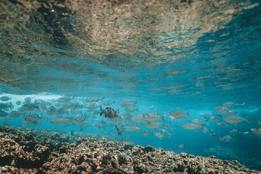 school of fish, school of grey fish swimming near coral, sea HD wallpaper