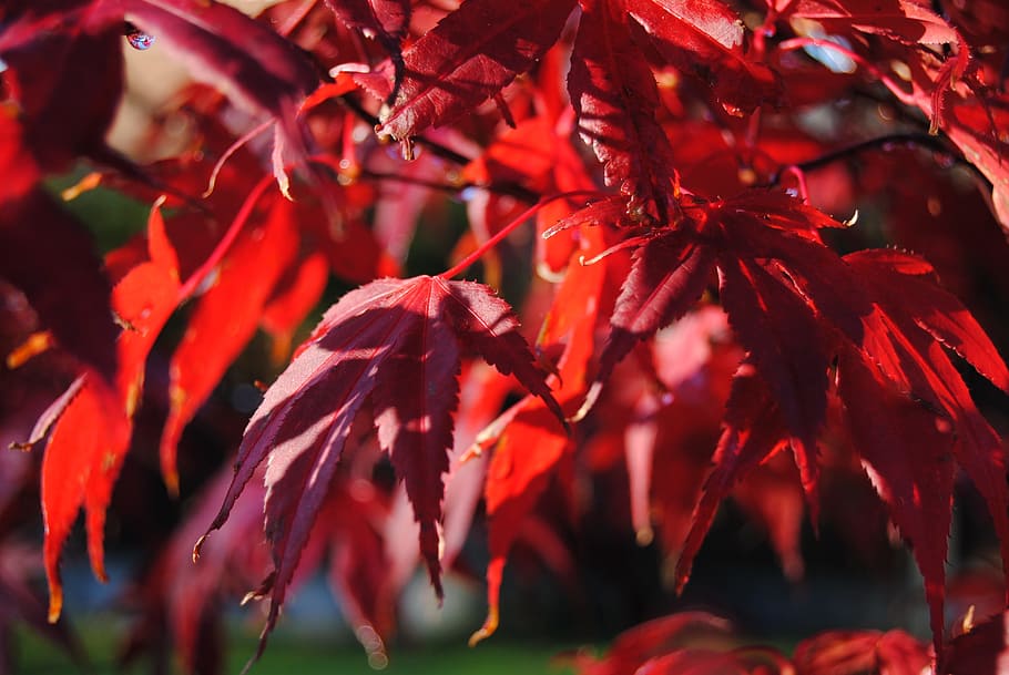 acer, leaf, red, tree, nature, leaves, plant, foliage, color HD wallpaper