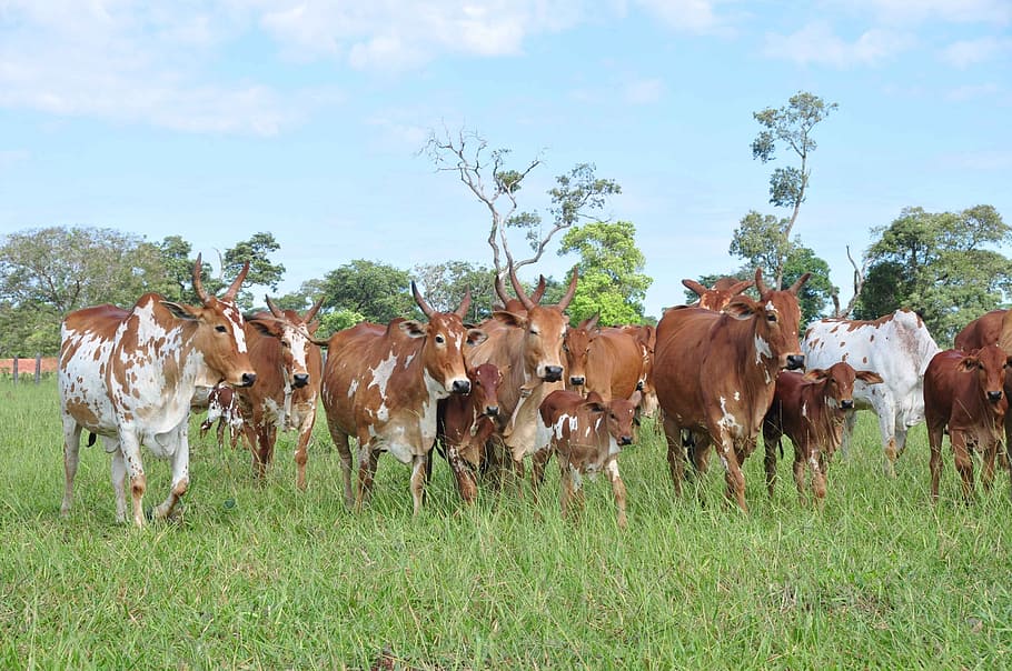 Cattle, Cows, Spotted, Pasture, nature, animal, grazing, grass HD wallpaper