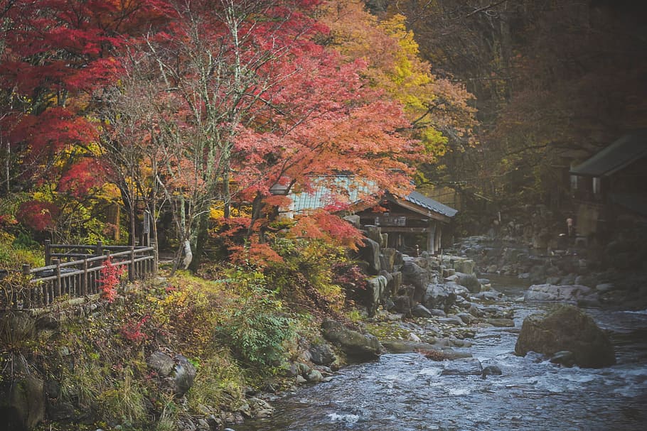 river, water, rocks, trees, plant, nature, stone, grass, fall HD wallpaper