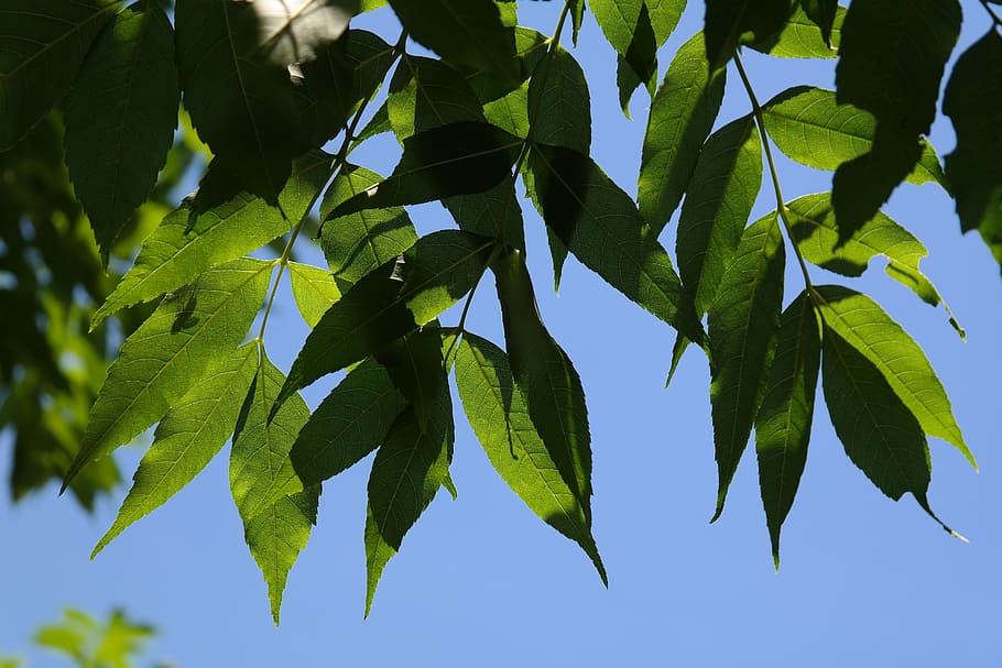 Leaves, Green, Green, Tree, Common Ash, ordinary ash, high ash HD wallpaper