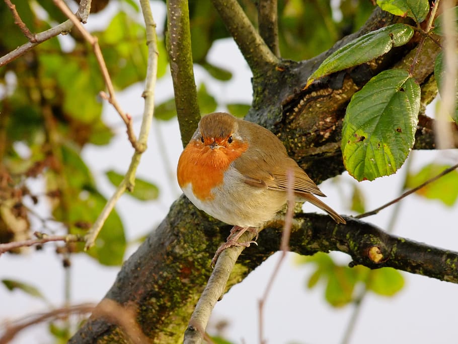 robin, winter, cold, snow, bird, fly, wings, feather, wildlife HD wallpaper