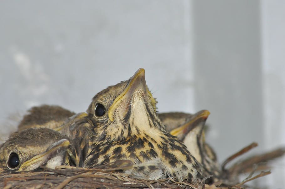 young, birds, socket, thrush, animal, wildlife, nature, close-up HD wallpaper