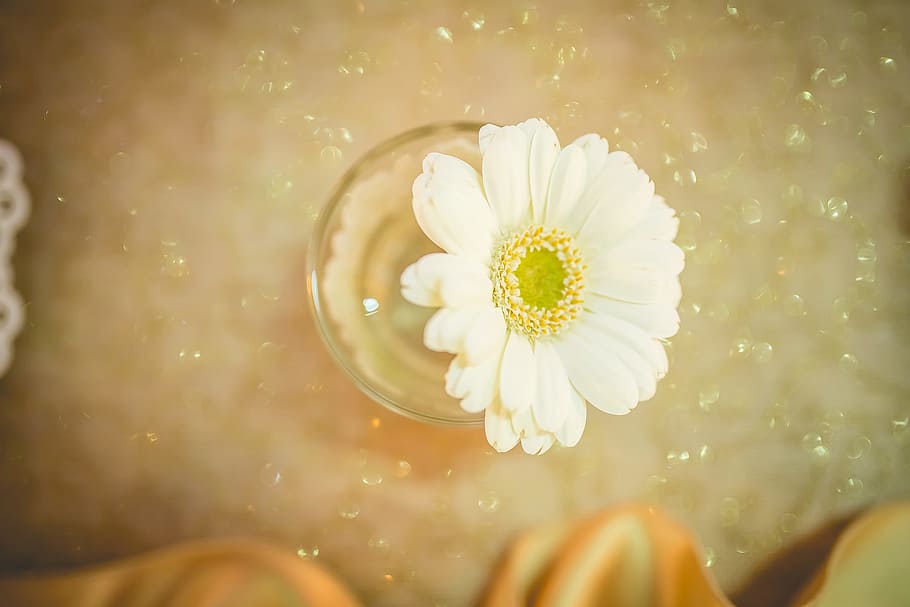 Gerbera, Flower, Wedding, White, nature, petal, plant, flower Head HD wallpaper