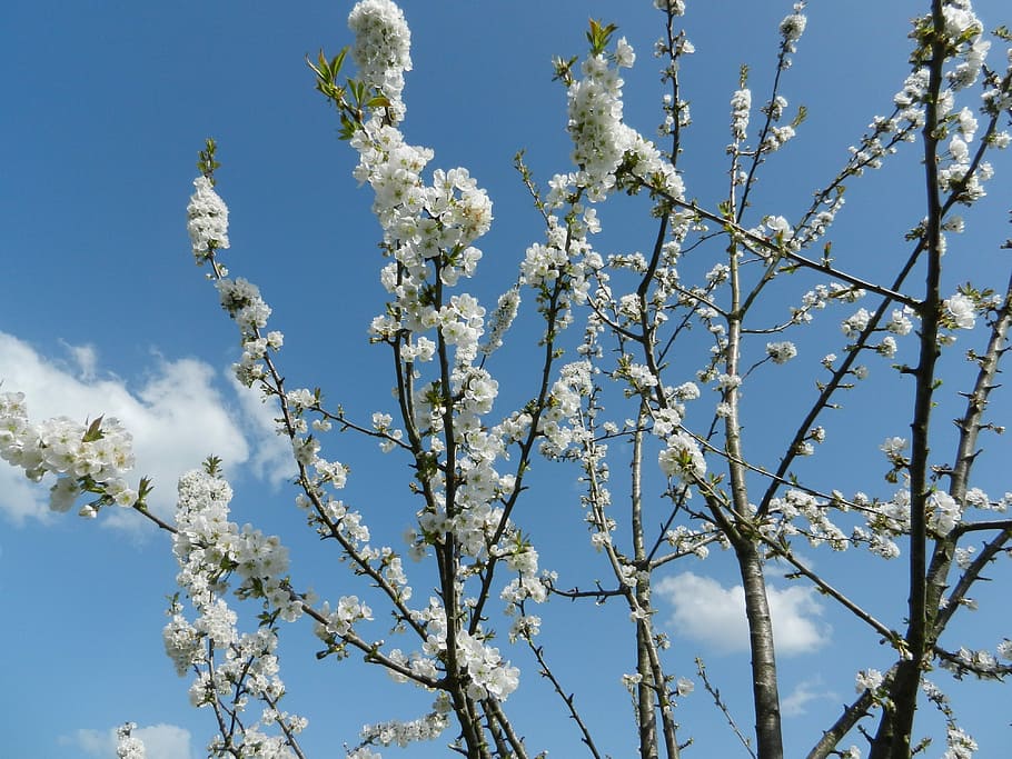 Flower, Cherry, Tree, Nature, Spring, blue, sky, winter, no people HD wallpaper