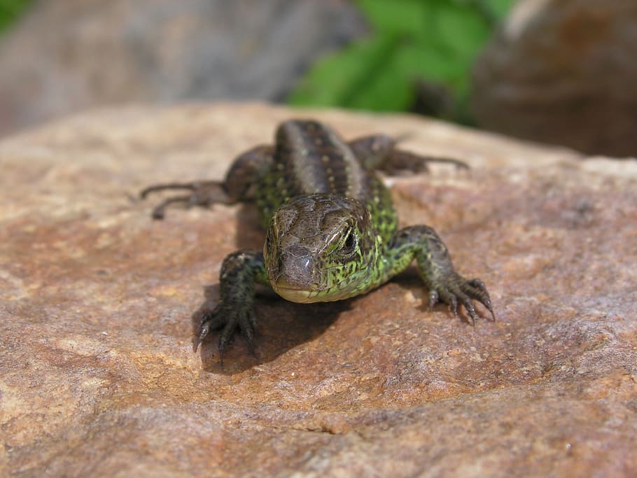 lizard, wild, general, male, reptile, animal themes, one animal HD wallpaper