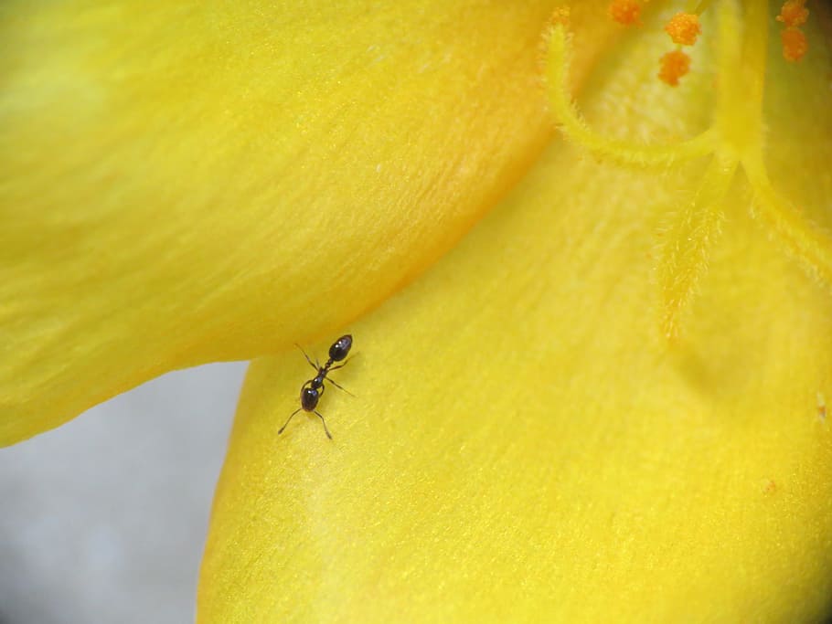 flower, tiny bloom, tiny ant, garden, yellow, insect, invertebrate HD wallpaper