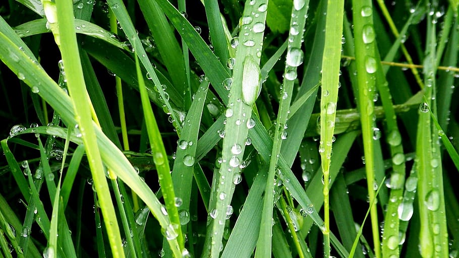 herb, dew, nature, green color, drop, plant, wet, growth, water HD wallpaper
