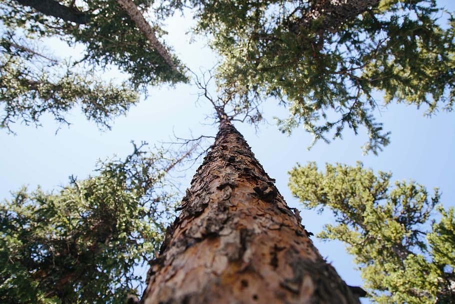 bark, branches, low angle shot, nature, outdoors, perspective HD wallpaper