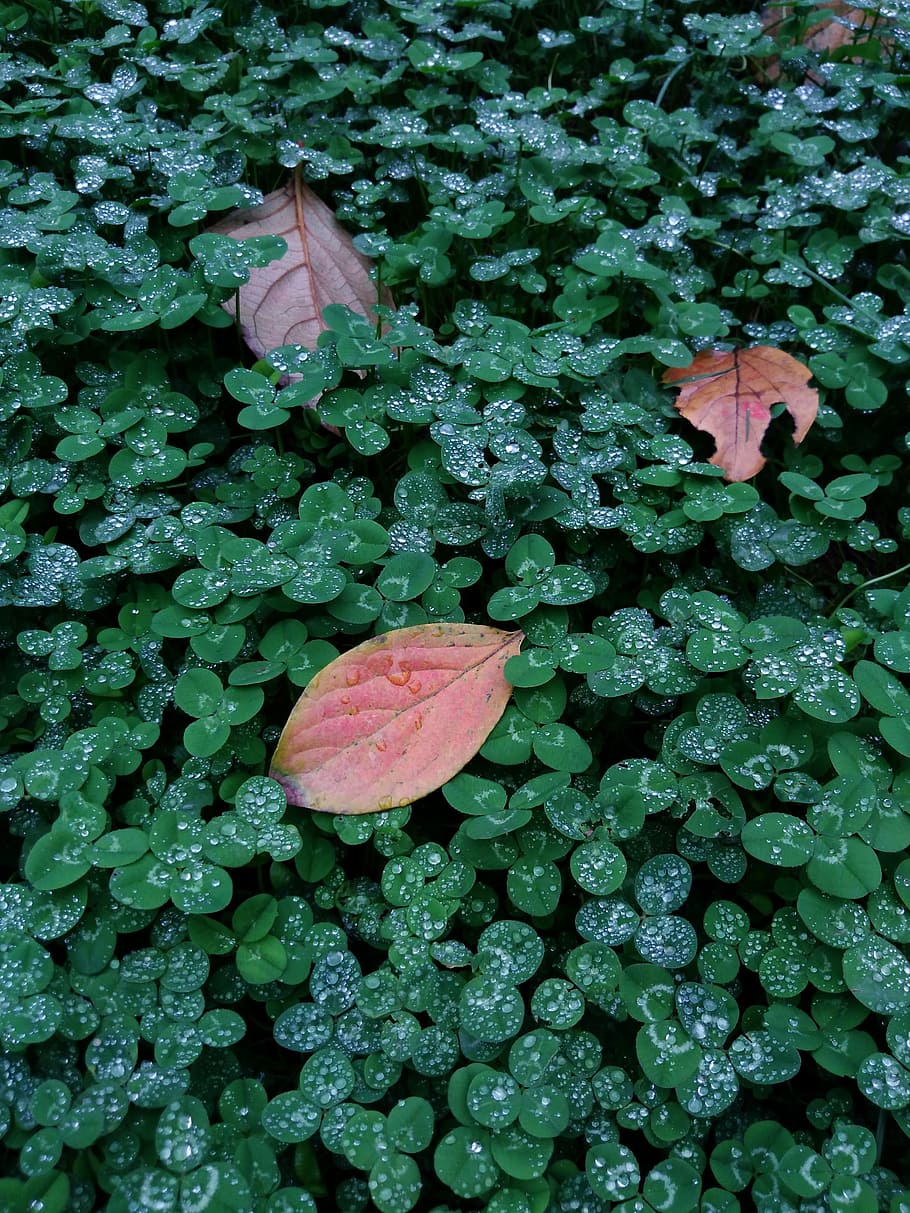 autumn, leaf, cool, plant part, green color, growth, nature HD wallpaper