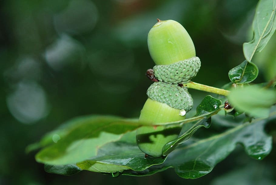 Acorns, Nuts, Green, Leaf, Foliage, green color, no people HD wallpaper