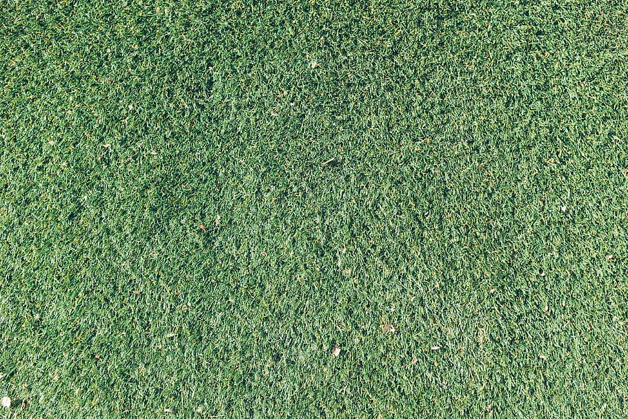 untitled, green, grass, daytime, texture, nature, outdoors HD wallpaper