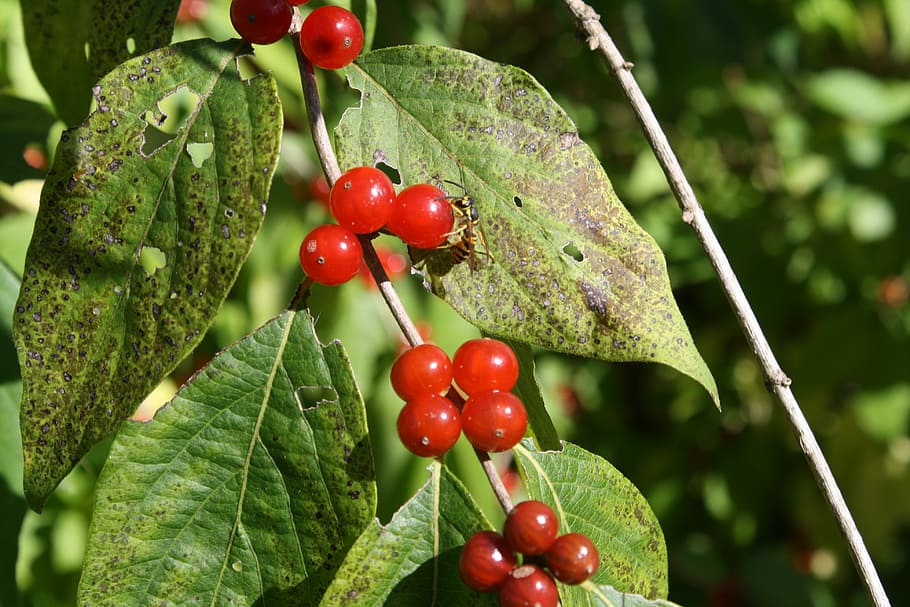 berries, plants, leaves, food and drink, growth, fruit, leaf HD wallpaper