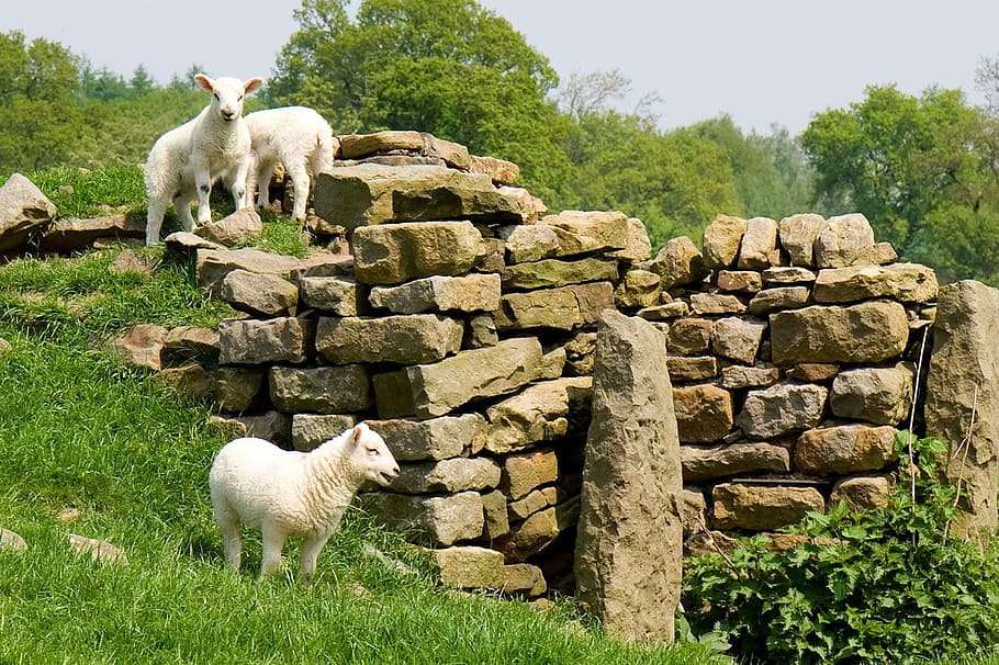 three white sheep stand beside brick, agriculture, cute, fields HD wallpaper