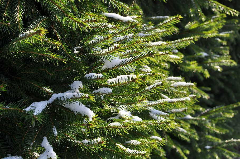 fir, spruce, branches, snow, sunlight, winter, tree, plant HD wallpaper