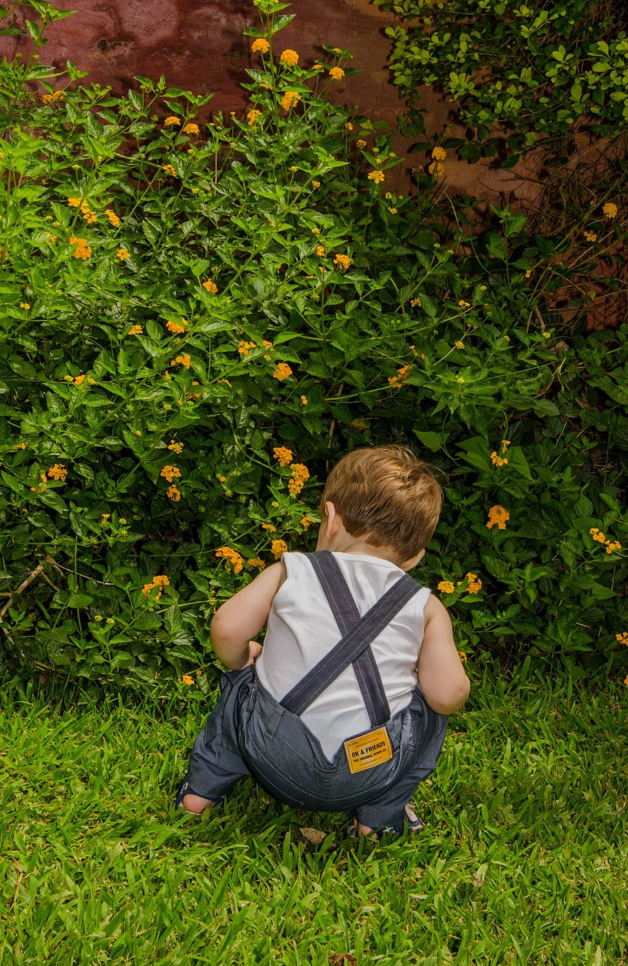 child, boy, observation, plant, one person, childhood, boys HD wallpaper