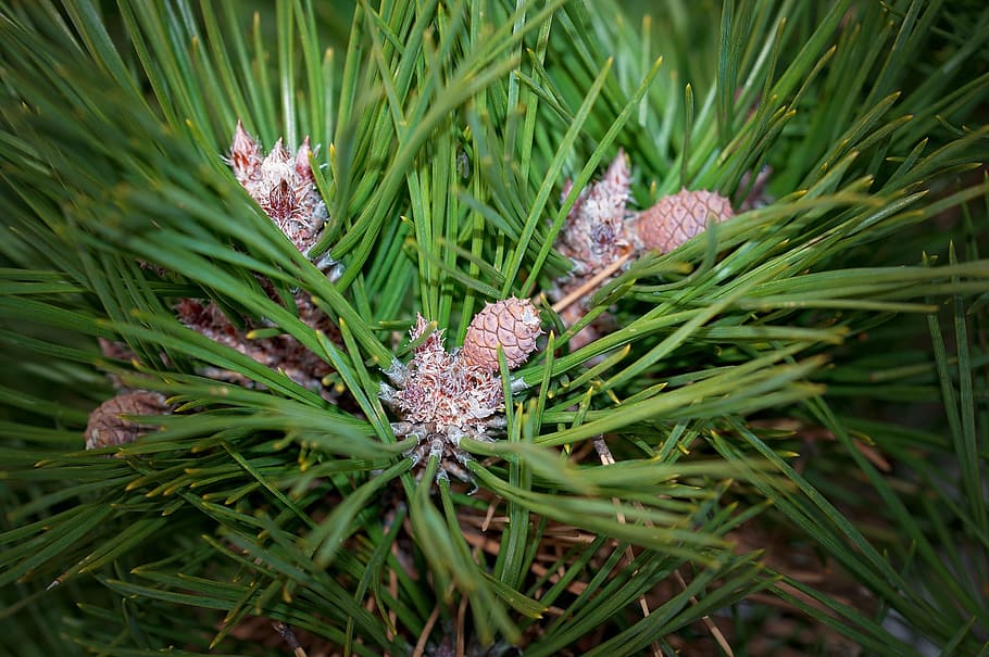 Pine, Plant, Tree, Branch, Needles, dwarf pine, conifer, nature HD wallpaper