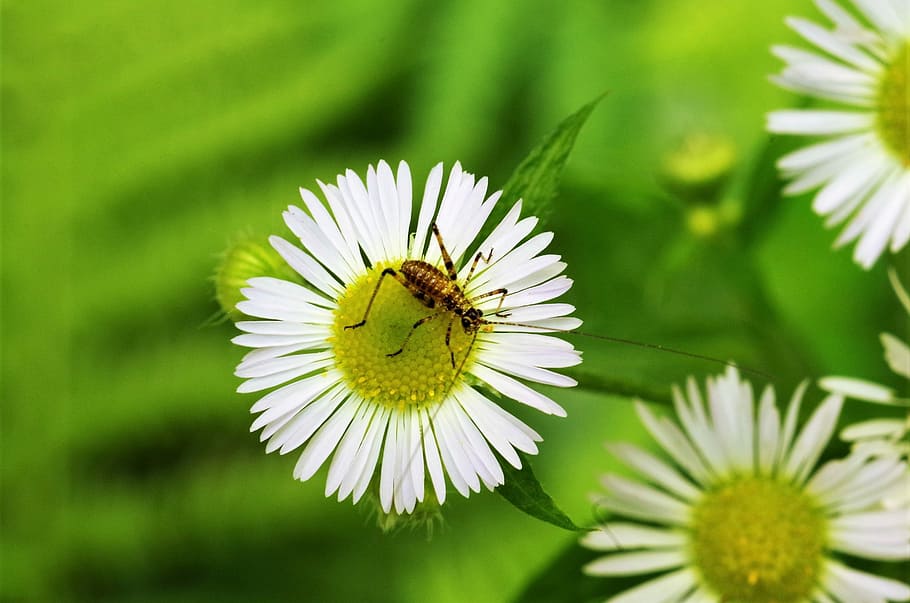 Hoa với côn trùng đích thị là mối quan hệ đồng cảm giữa hai sinh vật sống. Hãy xem hình ảnh để khám phá sự đẹp độc đáo của sự tương tác này giữa loài hoa và loài côn trùng.
