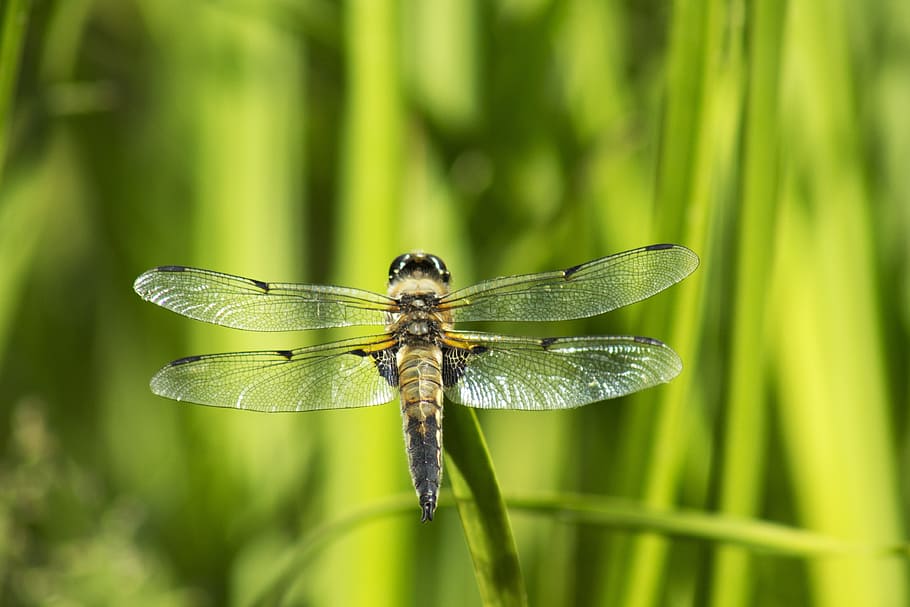 dragonfly, insect, macro, close, yellow dragonfly, creature HD wallpaper