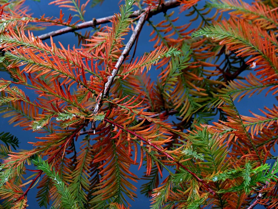 Branches, Conifer, Larch, Needles, autumn, colored, colorful HD wallpaper