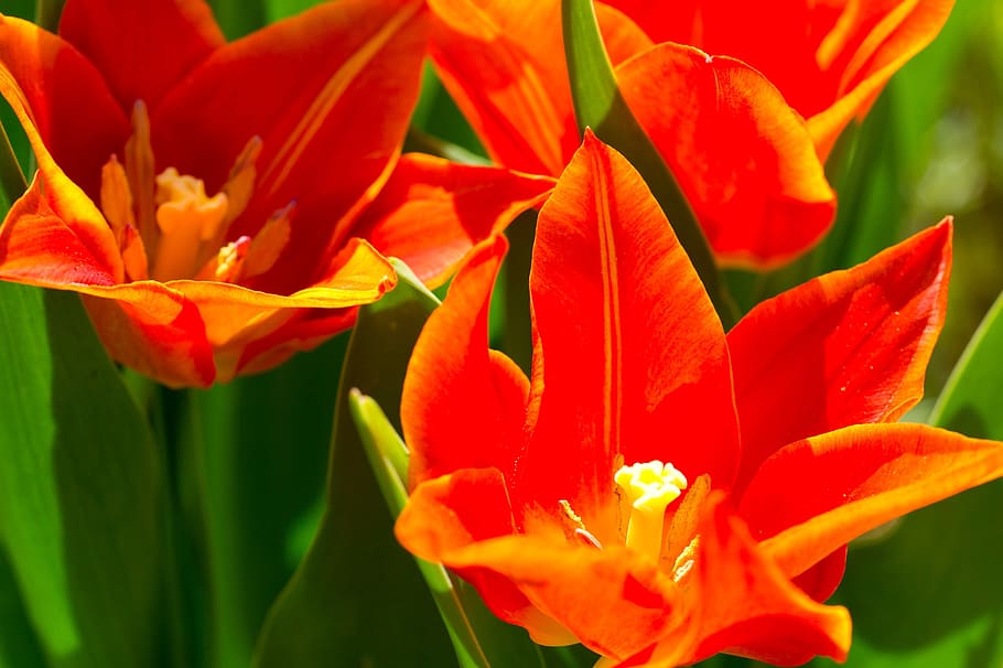 tulips, flowers, orange, spring, nature, zwiebelpflanze, flowering plant HD wallpaper