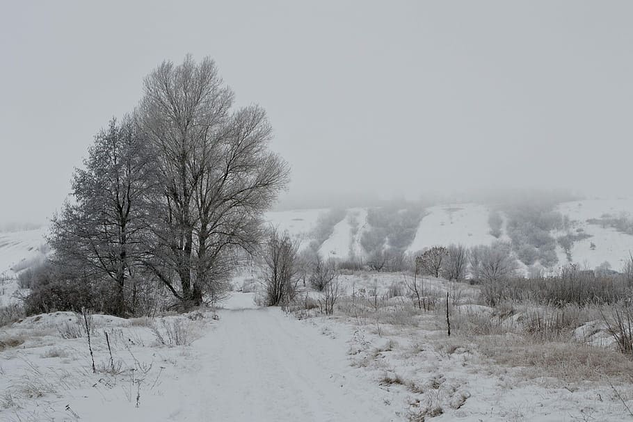 Winter, Nature, Landscape, Snow, Trees, cold, snow winter nature HD wallpaper
