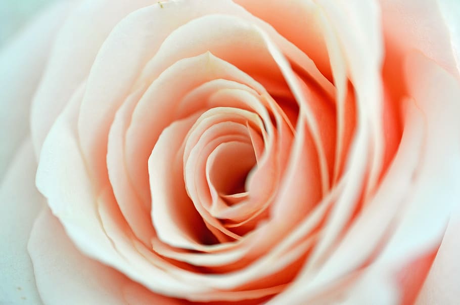macro photography of pink rose, red, blossom, bloom, petals HD wallpaper