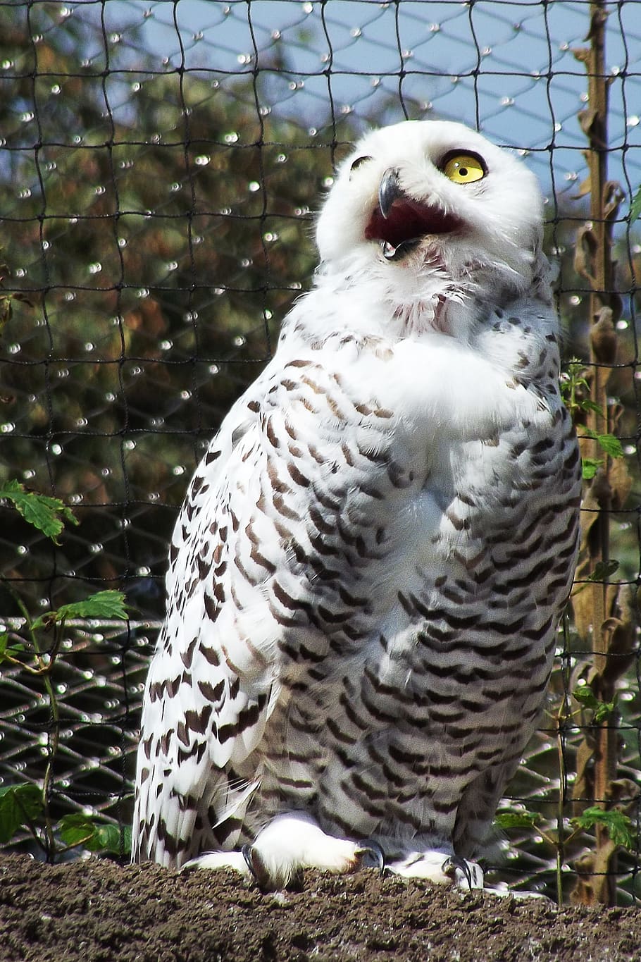 Owl, White, Predator, Bird, one animal, animal themes, animal wildlife HD wallpaper