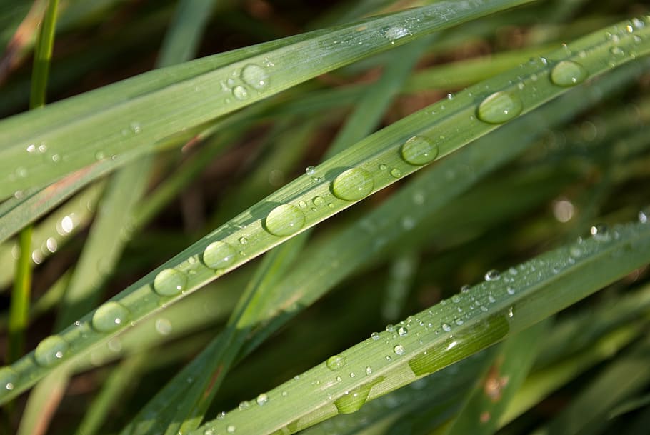 dew, foliage, grass, drop, drops, dewdrop, macro, raindrop HD wallpaper