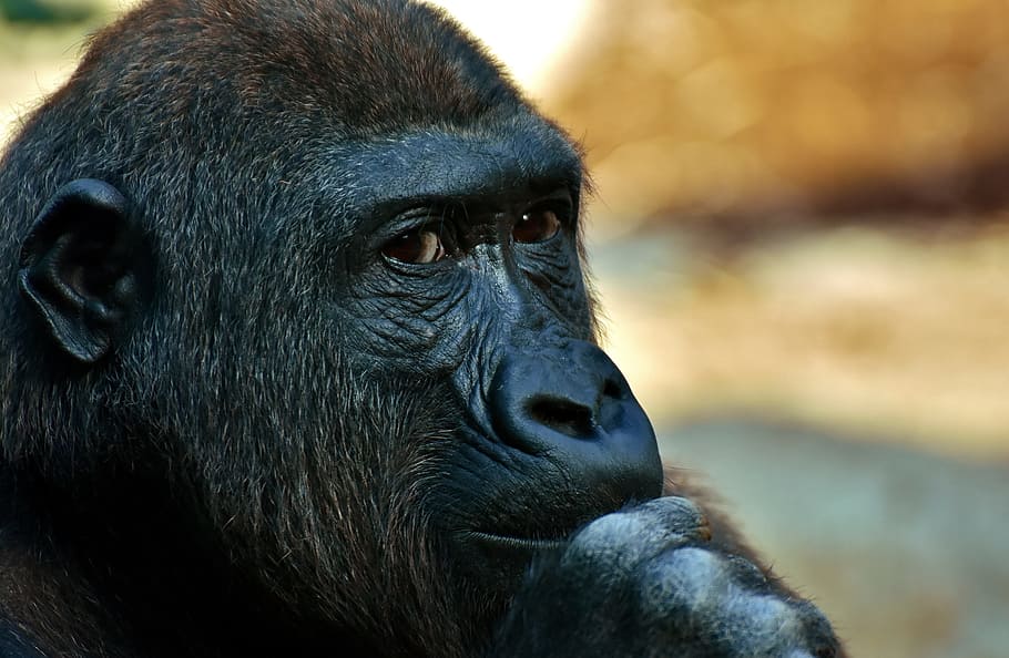 black and brown gorilla, monkey, animal, zoo, furry, omnivore HD wallpaper