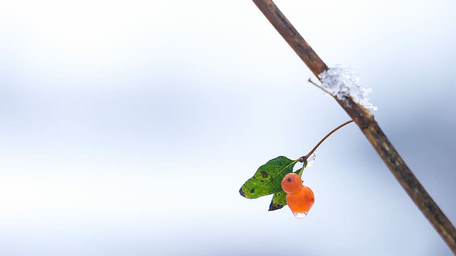 round orange fruits on tree, selective focus photography of fruit HD wallpaper