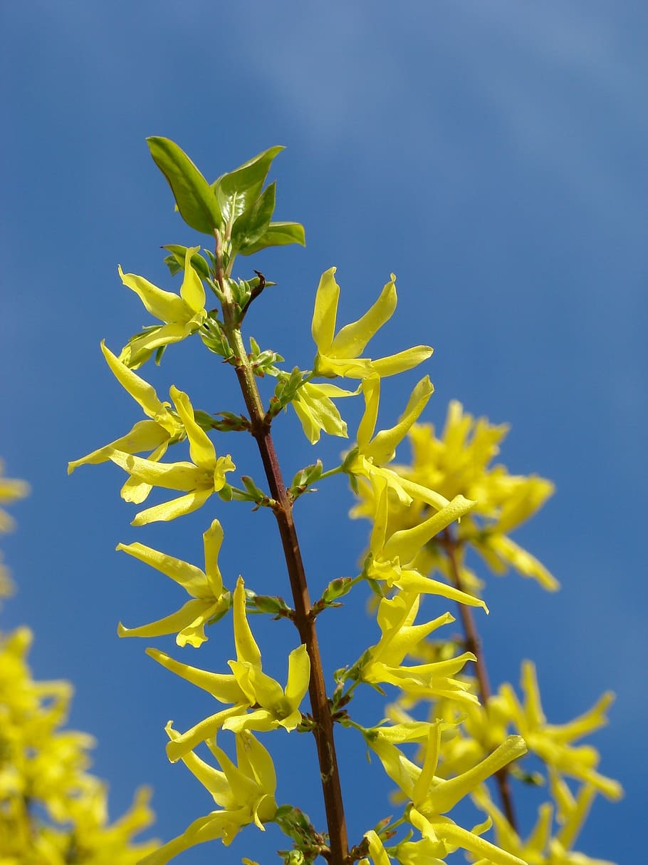 forsythia, yellow, bloom, spring, bush, plant, growth, beauty in nature HD wallpaper