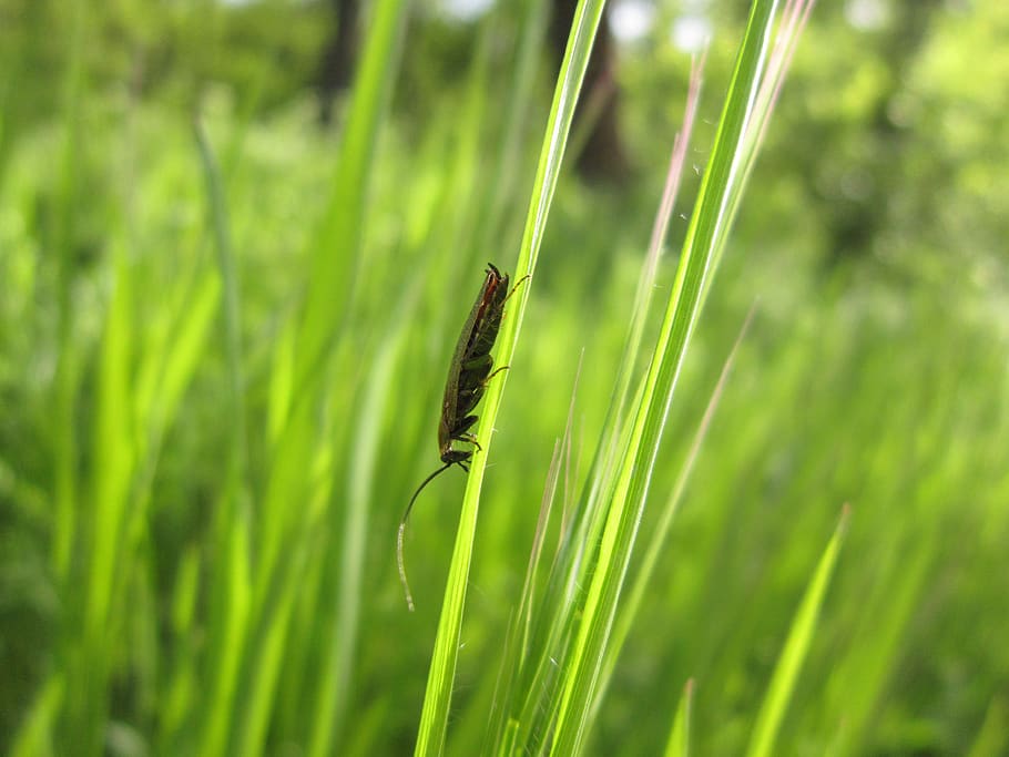 cocroch, cockroach, insect, bug, green, grass, animal, animal themes HD wallpaper