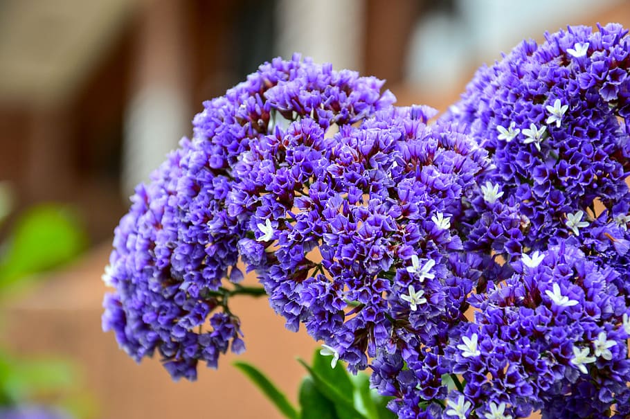 estatis, nature, flowers, purple, plant, summer, blue, flowering plant HD wallpaper